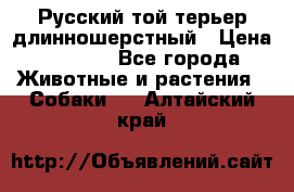 Русский той-терьер длинношерстный › Цена ­ 7 000 - Все города Животные и растения » Собаки   . Алтайский край